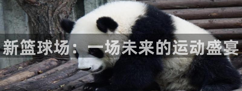 新篮球场：一场未来的运动盛宴